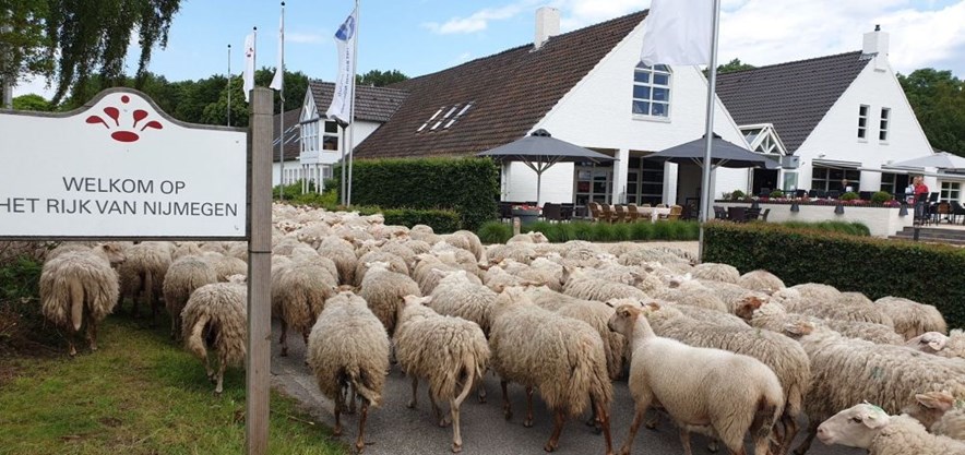 Schapen op golfbaan